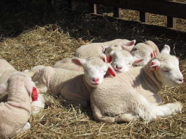 Вілла Yorkshire Farm Shintoku Екстер'єр фото