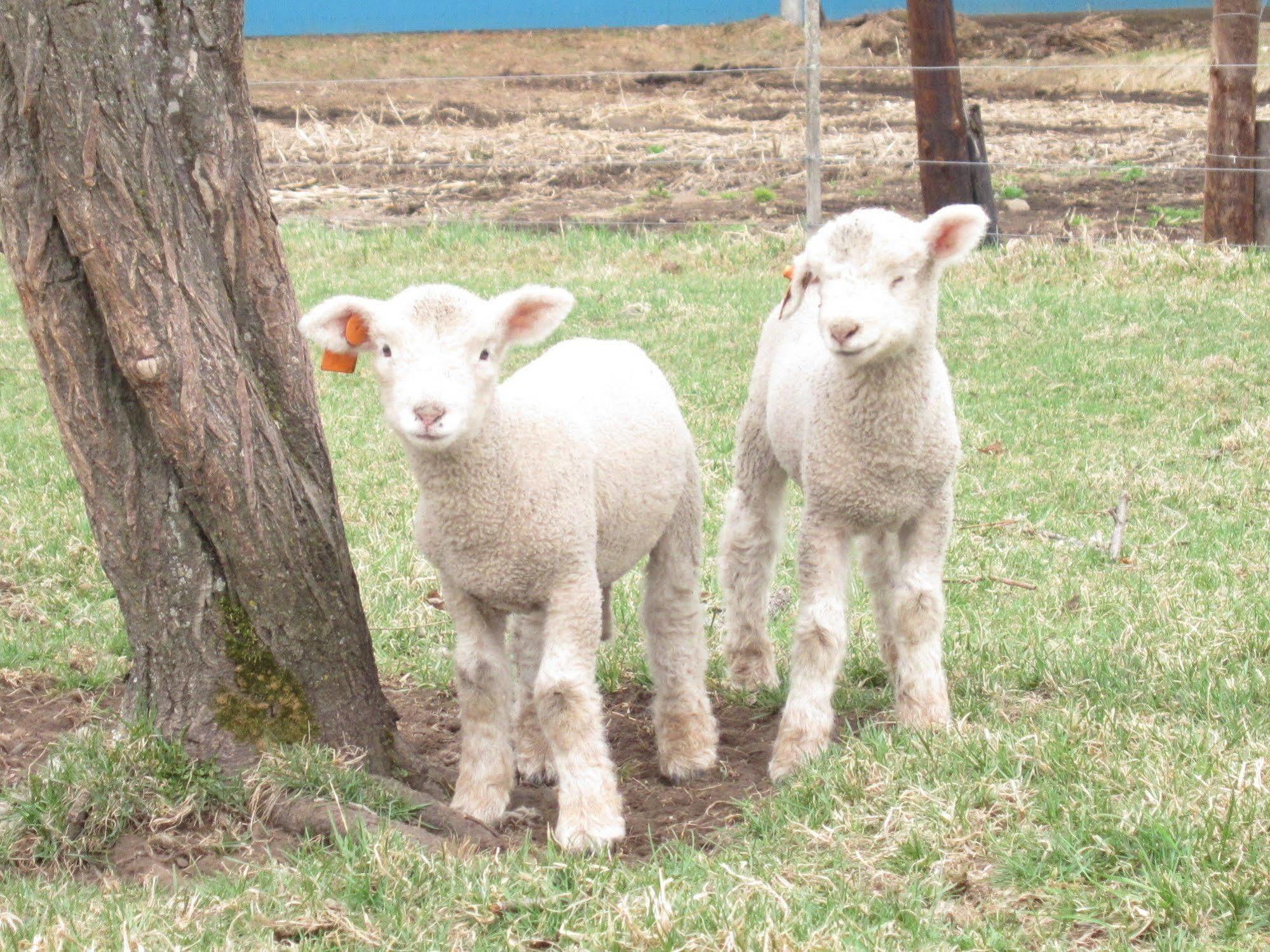 Вілла Yorkshire Farm Shintoku Екстер'єр фото