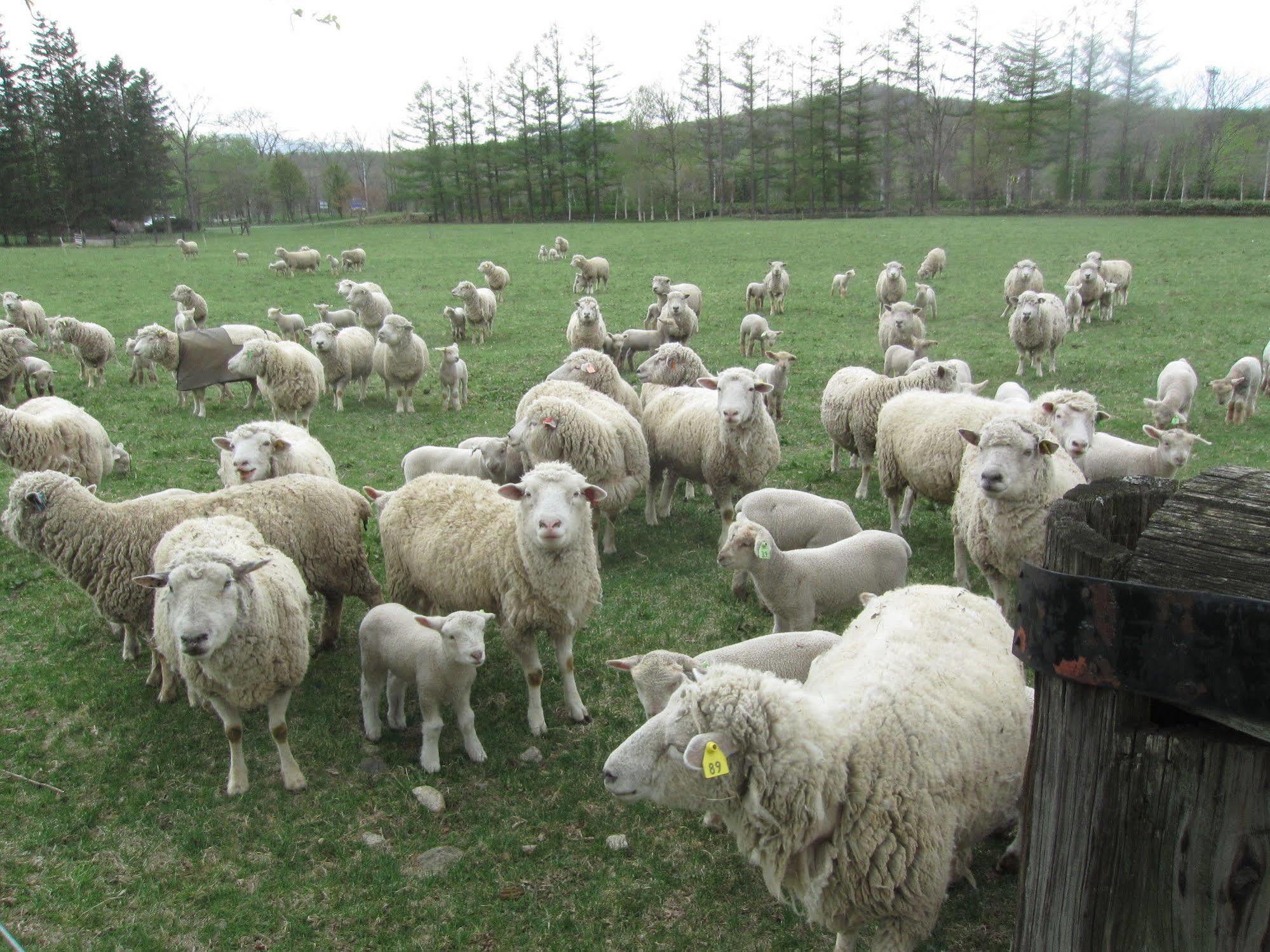 Вілла Yorkshire Farm Shintoku Екстер'єр фото